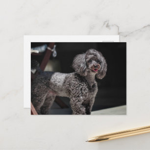 Cute Black Poodle Dog Head Smile Smiling Postcard