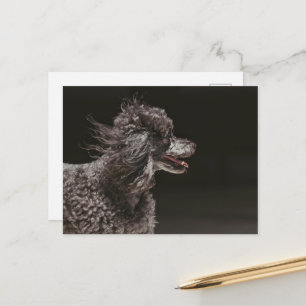 Cute Black Poodle Dog Head Wind Postcard
