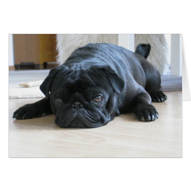 Cute Black Pug Sleeping (Front Horizontal)