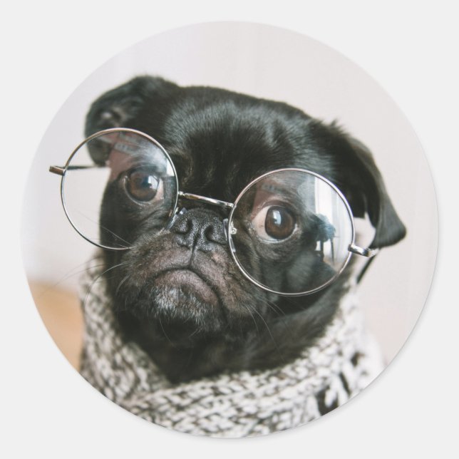 Cute Black Pug with Glasses Dog Photo Classic Round Sticker (Front)