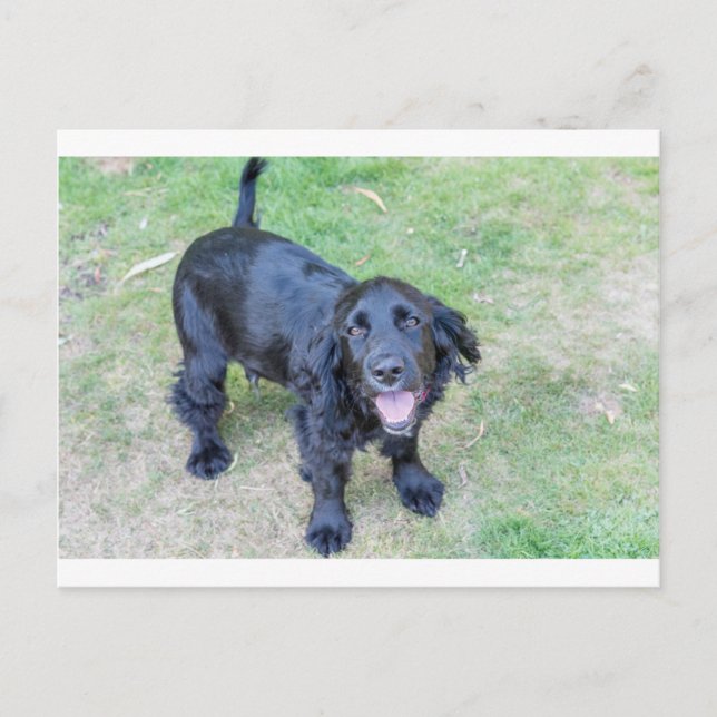 Cute Black Puppy Postcard (Front)