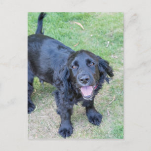 Cute Black Puppy Postcard
