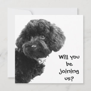 Cute Black Toy Poodle © Personalised Party Invites
