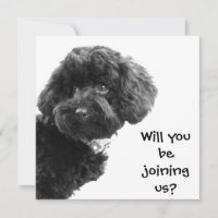 Cute Black Toy Poodle © Personalised Party Invites