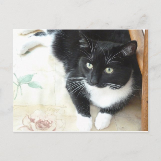 Cute black & white cat postcard (Front)