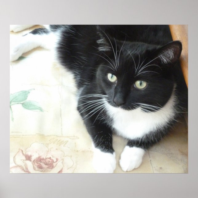 Cute black & white cat poster (Front)