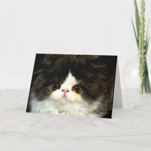 Cute black white kitten cat ragdoll photo card