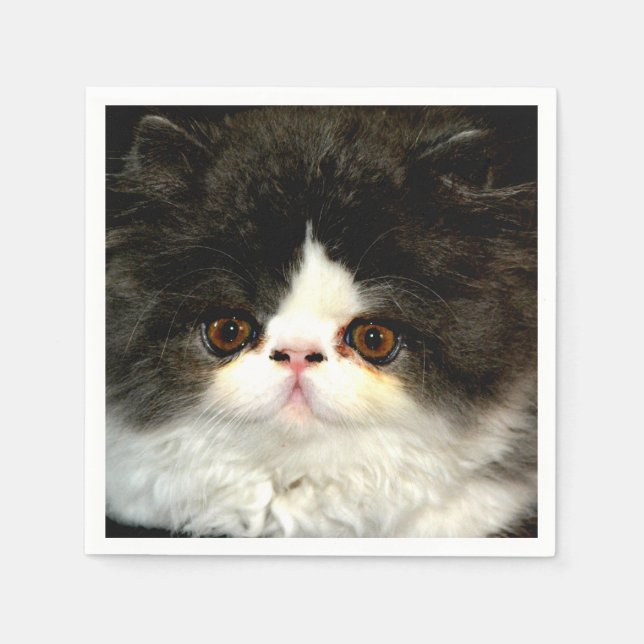 Cute black white kitten cat ragdoll photo napkin (Front)