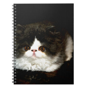 Cute black white kitten cat spiral notebook