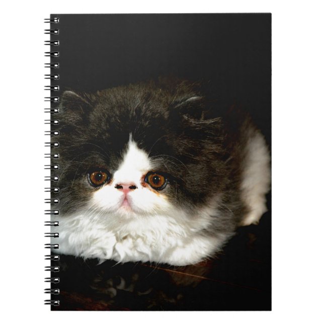 Cute black white kitten cat spiral notebook (Front)