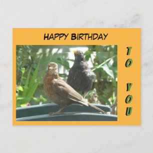 Cute Blackbirds Pair Happy Birthday Cust. Postcard