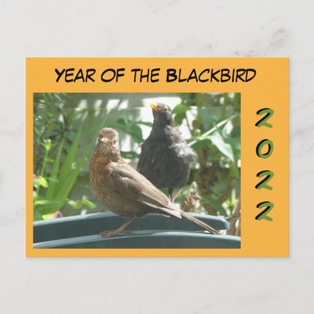 Cute Blackbirds Pair Year 2022 Cust. Postcard (Front)