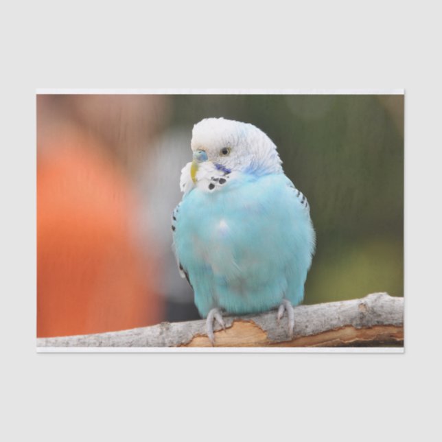 Cute Blue Budgie Bird on a Tree Branch  Tissue Paper (Front)