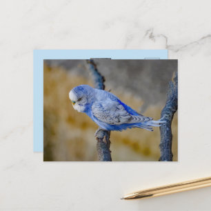 Cute Blue Budgie Custom Photo Postcard