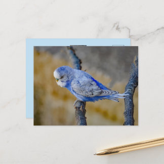 Cute Blue Budgie Custom Photo Postcard