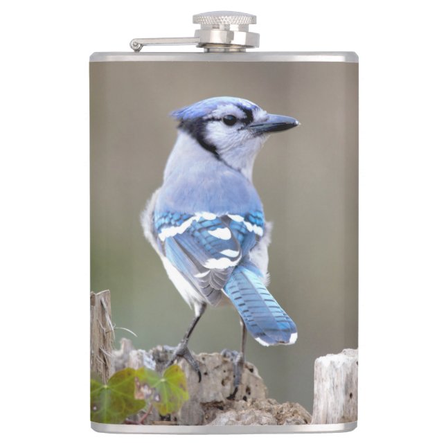 Cute Blue Jay Songbird on Treestump Hip Flask (Front)