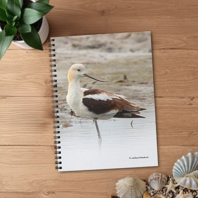 Cute Blue Jay Songbird on Treestump Notebook (Stunning American Avocet at the Beach Journal Cover Photo)