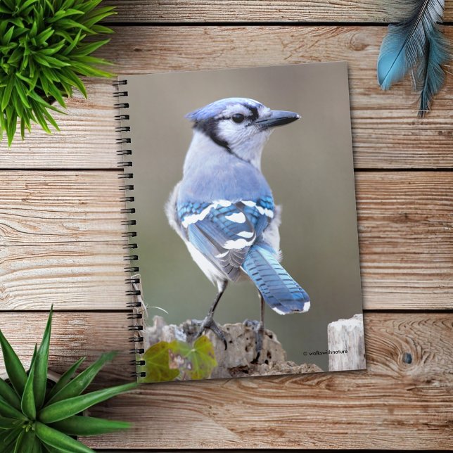 Cute Blue Jay Songbird on Treestump Notebook (Blue Jay Strikes a Pose on the Stump Journal Cover Photo)