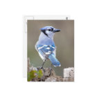 Cute Blue Jay Songbird on Treestump