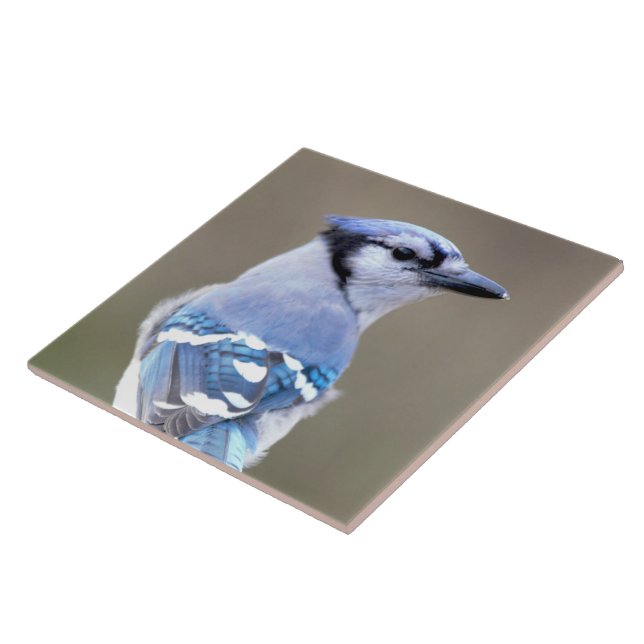 Cute Blue Jay Songbird on Treestump Tile (Side)