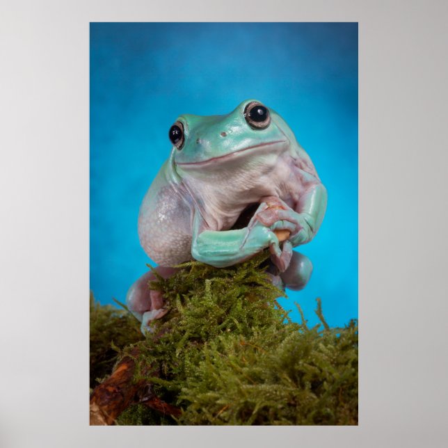Cute Blue phase Whites tree frog smiling Poster (Front)