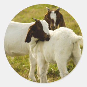 Cute Boer Goat Kids in Pasture Photo Classic Round Sticker