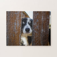Cute Border Collie Dog  Portrait