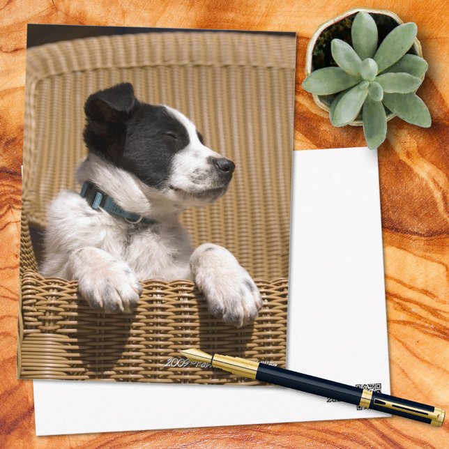 Cute Border Collie Heeler Mix Puppy Photo Miss You Postcard (Creator Uploaded)