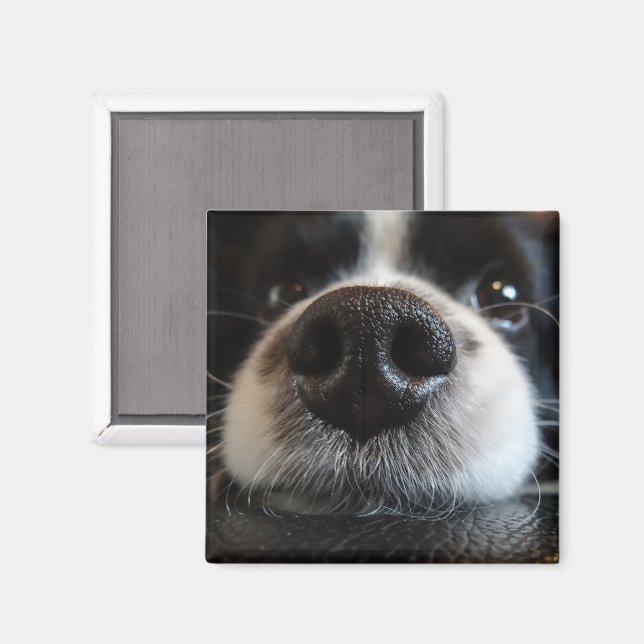 Cute Border Collie Nose Closeup Magnet (Front/Back)