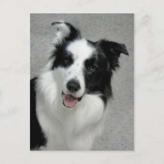 Cute Border Collie Photo Portrait Postcard