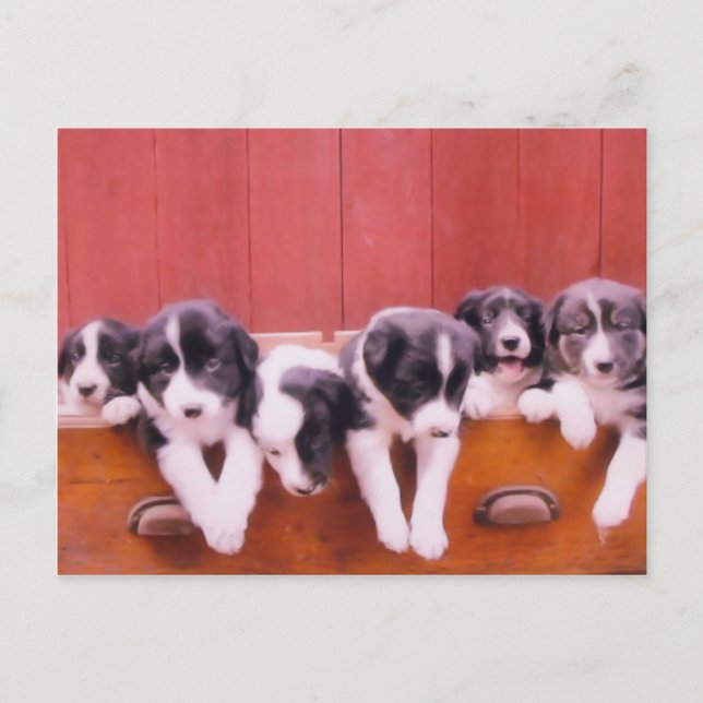 Cute Border Collie Puppies Postcard (Front)