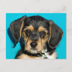 Cute Borkie Puppy Postcard