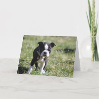 Cute Boston Terrier Blank