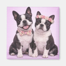 Cute Boston Terrier Couple Valentine Illustration 