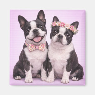 Cute Boston Terrier Couple Valentine Illustration  Magnet