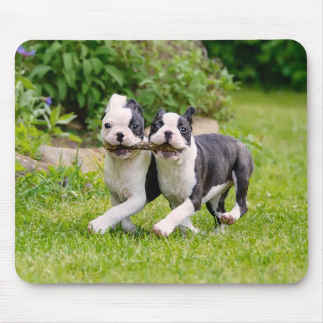Cute Boston Terrier dogs puppies playing Mouse Pad (Front)