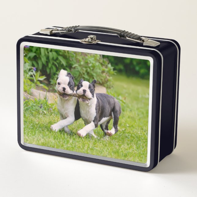 Cute Boston Terrier dogs puppies running and play Metal Lunch Box (Front)