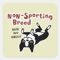Cute Boston Terrier - Non-Sporting Breed
