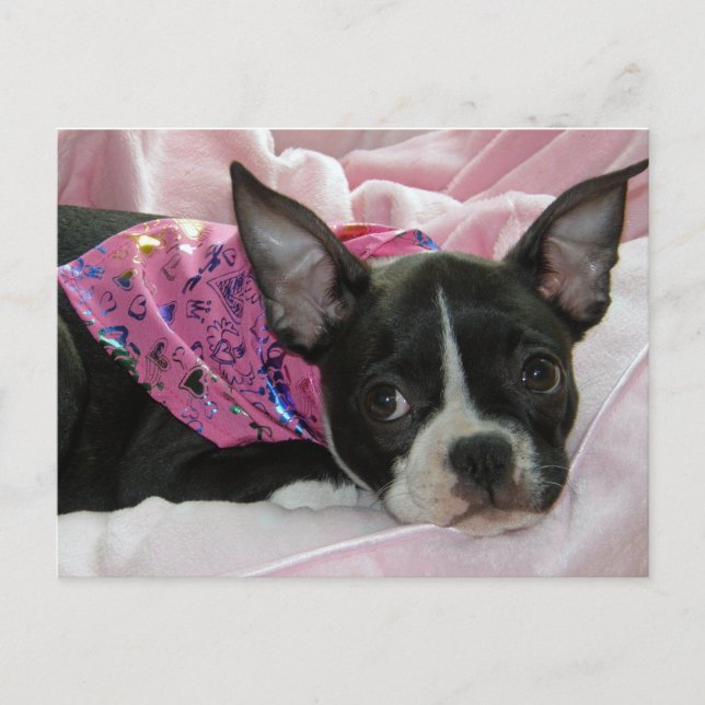 Cute Boston Terrier Puppy Postcard (Front)