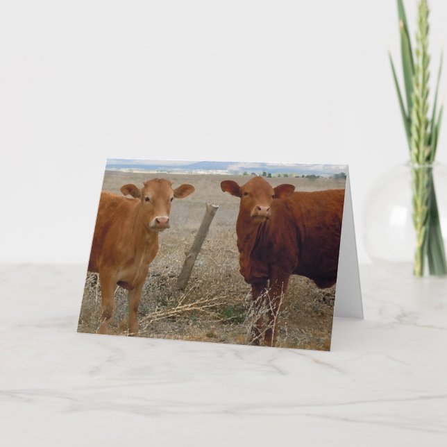 Cute Bovine Anniversary Congratulations Card (Front)