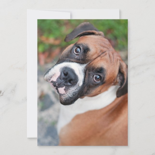 Cute boxer dog (Front)
