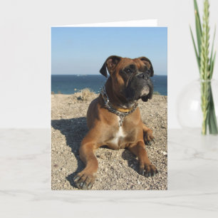 Cute Boxer Dog Greeting Card