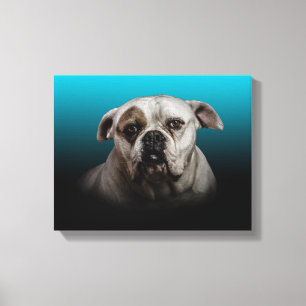 Cute Boxer Dog w Blue Black Gradient background Canvas Print
