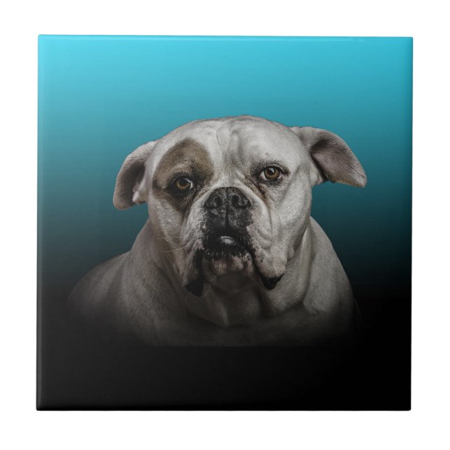 Cute Boxer Dog w Blue Black Gradient  background Tile (Front)