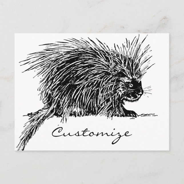 Cute Bristly Hedgehog Thunder_Cove Postcard (Front)