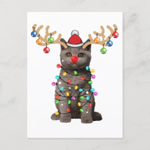 Cute British Shorthair Cat Funny Christmas Holiday Postcard