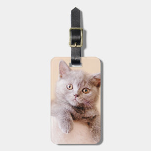 Cute British Shorthair Cat Luggage Tag