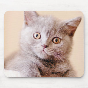 Cute British Shorthair Cat Mouse Pad