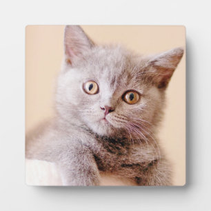Cute British Shorthair Cat Plaque