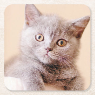 Cute British Shorthair Cat Square Paper Coaster